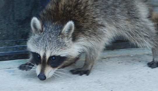 Raccoon Removal in Anderson