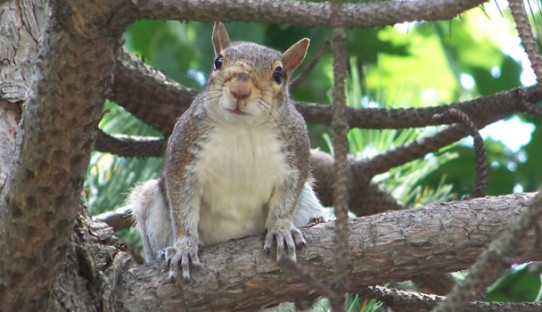 Squirrel Removal in Anderson